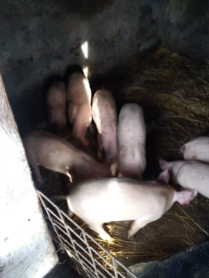 Vand grasuni - imagine 2