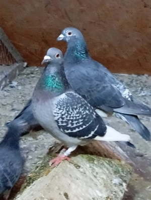 Porumbei Voiajori Sport - imagine 5