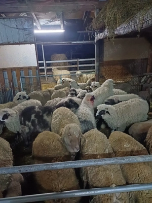 miei turcani de vânzare  - imagine 2