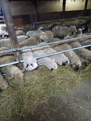 miei turcani de vânzare  - imagine 3