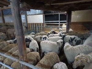 miei turcani de vânzare 