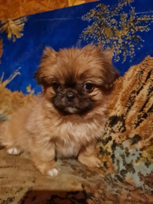 vand catelusa pechinez imperial