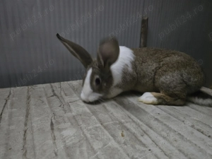 Iepuri carne Alb Pannon si Hycole francez