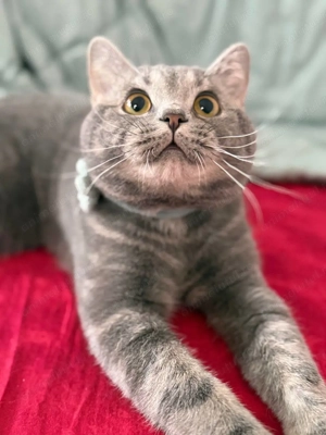 Puiuț British Shorthair își caută un cămin iubitor