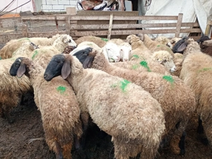 Vând oi carabase și turcane tinere 