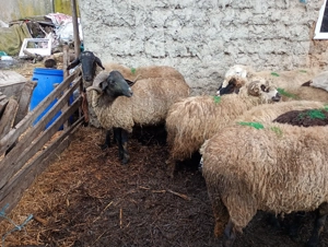 Vând oi carabase și turcane tinere  - imagine 3