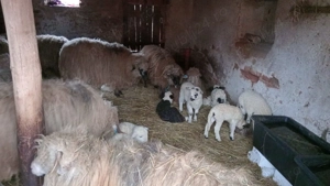 Vând mioare tinere gestante  - imagine 4