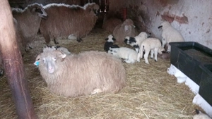 Vând mioare tinere gestante  - imagine 5