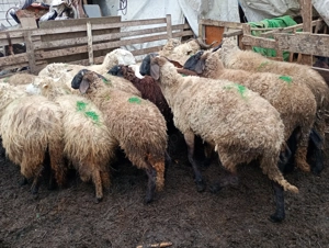 Vând oi carabase și turcane tinere  - imagine 2