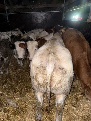 Vitei de vanzare  - imagine 5