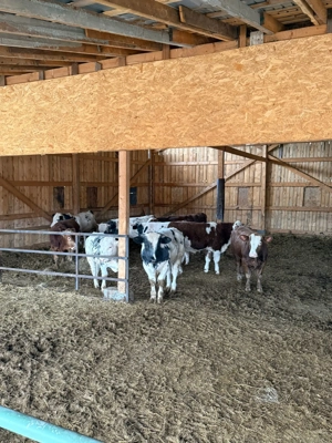 Vitei de vanzare  - imagine 2