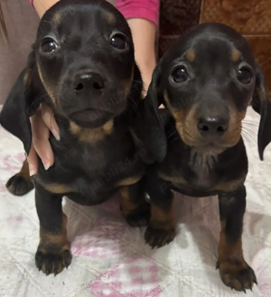 Vând catelusa Teckel  - imagine 2