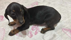 Vând catelusa Teckel 