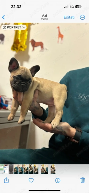 Femela bulldog francez superb! - imagine 2