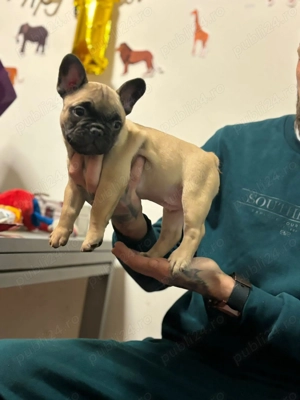 Femela bulldog francez superb!
