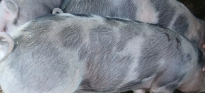 Porci de vânzare, rasa Pietrain - imagine 4