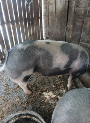 Porci de vânzare, rasa Pietrain - imagine 5