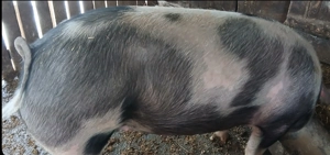 Porci de vânzare, rasa Pietrain - imagine 3