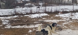 câini de vânzare  - imagine 2