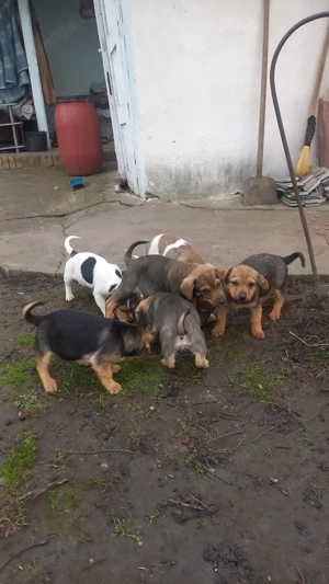 câini de vânzare  - imagine 3