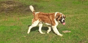 Vând cățel  - imagine 2