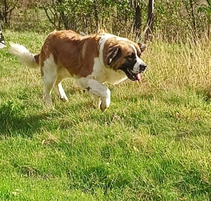 Vând cățel  - imagine 3