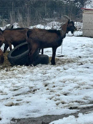 Țap Alpina Franceza - imagine 2