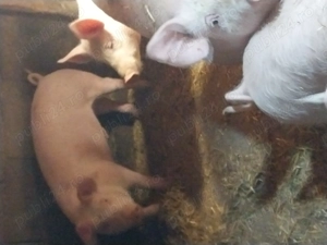 Vand purcei de 5 luni  - imagine 4