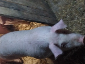 Vand purcei de 5 luni  - imagine 5