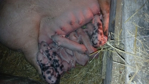 Purcei de vânzare diferite vârste! - imagine 6