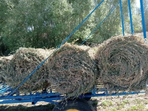 Vand baloti de Lucerna, Fan, Pae Ovăz, si Pae de Grau. - imagine 2