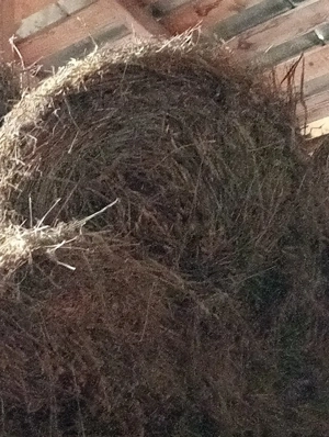 Vand baloti de Lucerna, Fan, Pae Ovăz, si Pae de Grau. - imagine 3