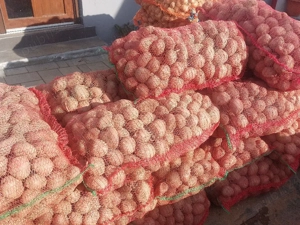 cartofi de sămânță și de consum.  - imagine 3