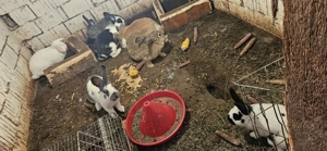 Vând iepuri 100lei negociabil  - imagine 3