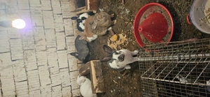 Vând iepuri 100lei negociabil  - imagine 2