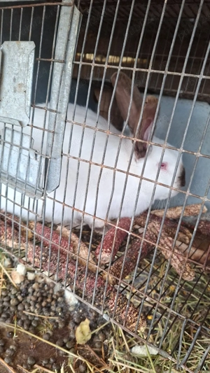 vand iepuri californieni,adulti,pui  - imagine 2