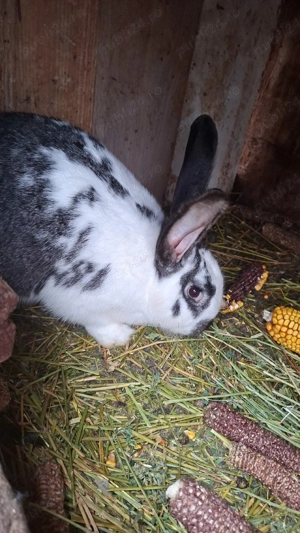 vand iepuri californieni,adulti,pui  - imagine 3