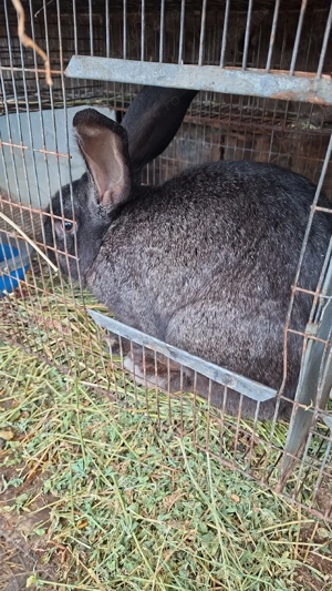 vand iepuri californieni,adulti,pui  - imagine 4