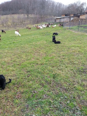 Vand catei rasa Pully Kitia  - imagine 5