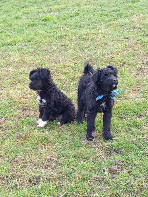 Vand catei rasa Pully Kitia  - imagine 2