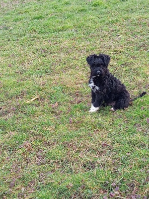 Vand catei rasa Pully Kitia 