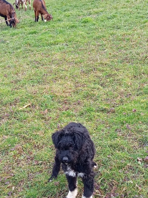 Vand catei rasa Pully Kitia  - imagine 4