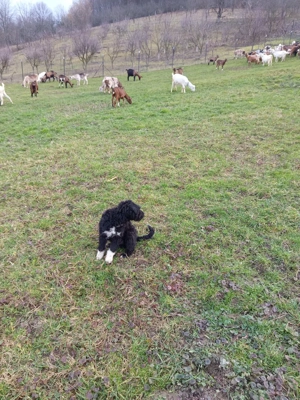 Vand catei rasa Pully Kitia  - imagine 3