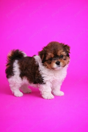 Yorkshire terrier 11 săptămâni  - imagine 4