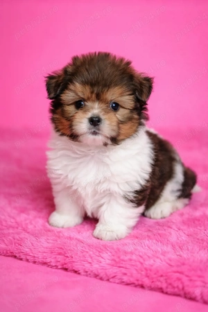 Yorkshire terrier 11 săptămâni  - imagine 5