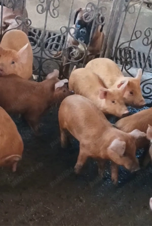 Purcei de vanzare - imagine 2