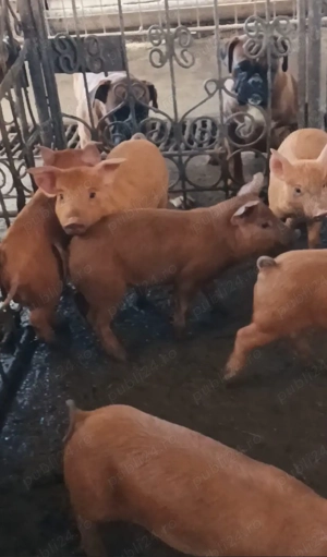 Purcei de vanzare - imagine 4