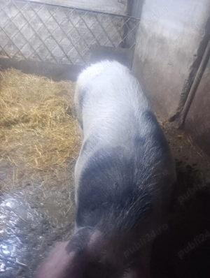 vând porci  - imagine 4