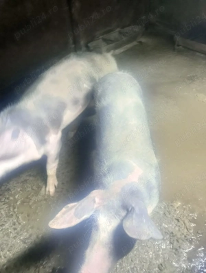 vând porci  - imagine 2