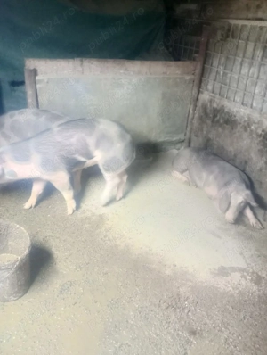 vând porci  - imagine 3